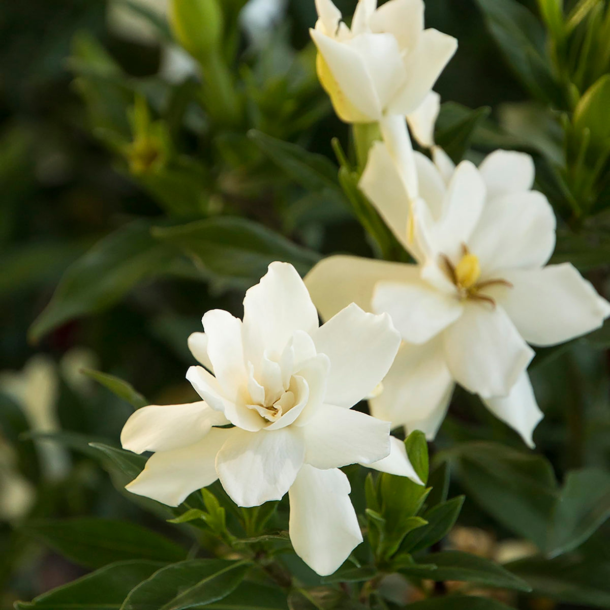 Frostproof Gardenia 2.5 Qt White Blooms T4893