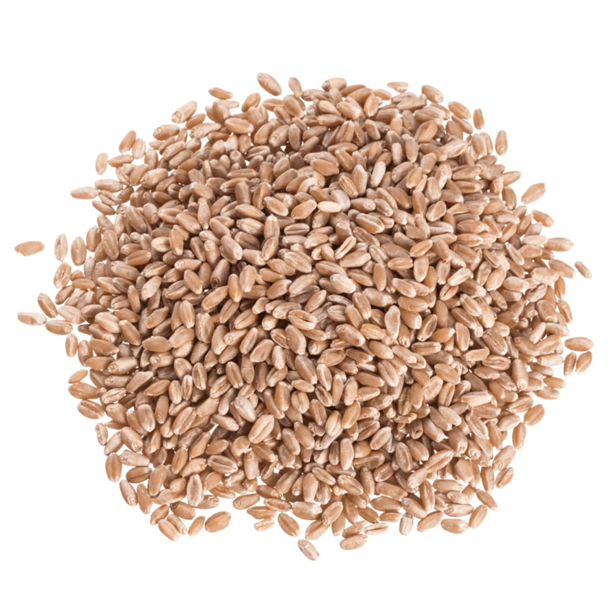 Organic Hard Red Wheat Berries 25 lb J8935