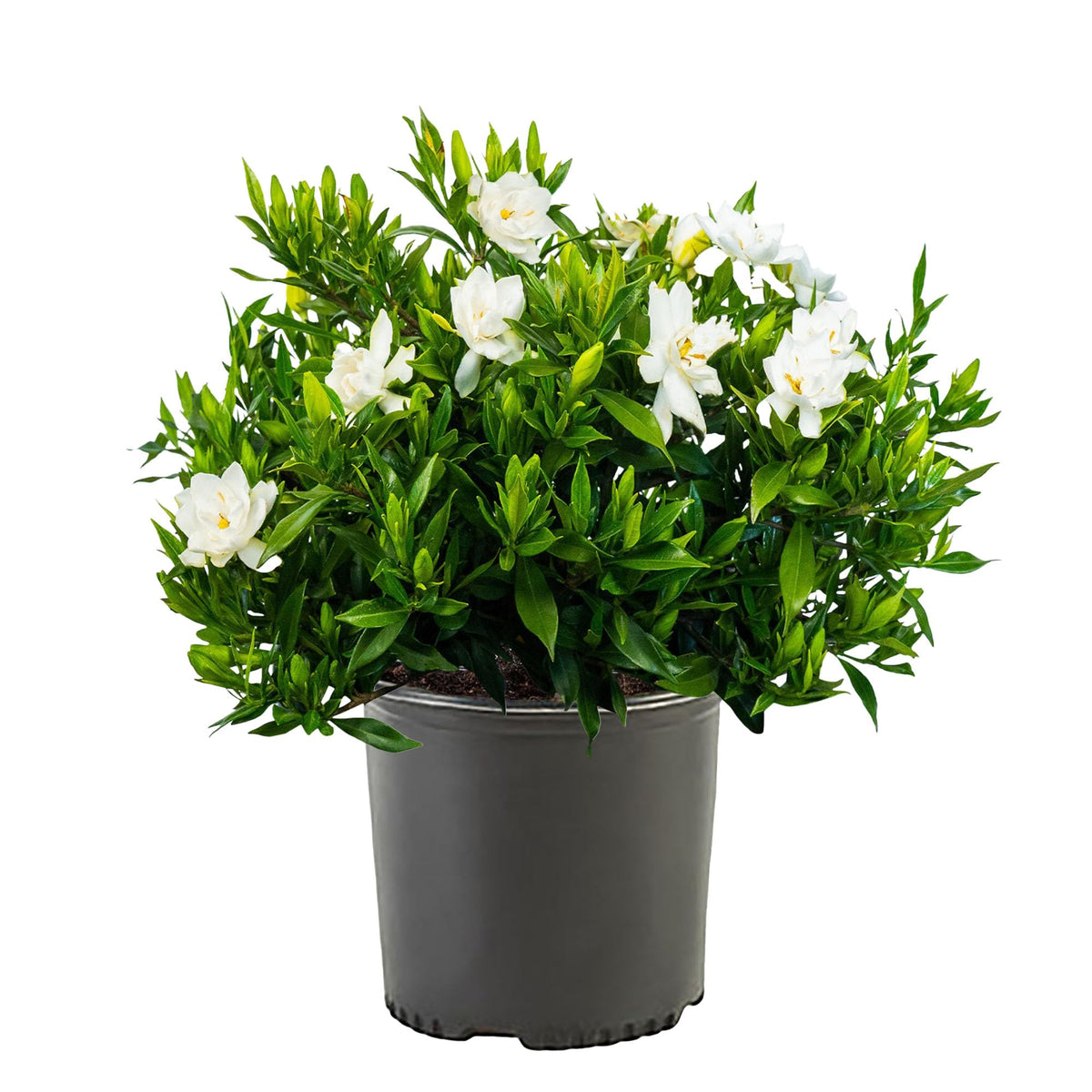 Frostproof Gardenia 2.5 Qt White Blooms T4893