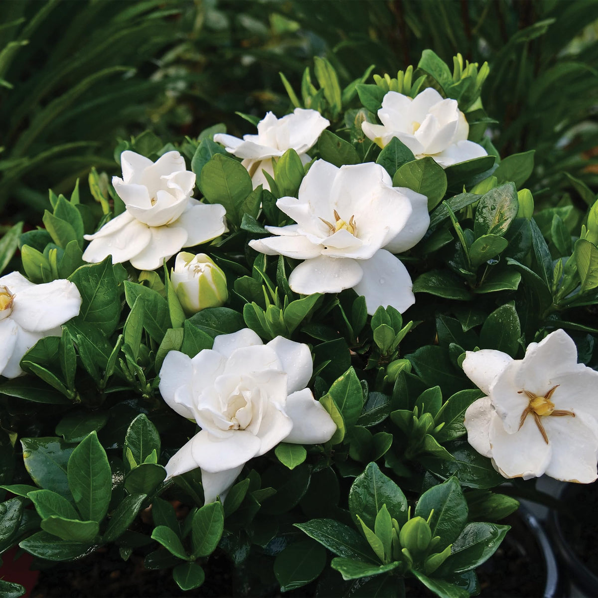 Frostproof Gardenia 2.5 Qt White Blooms T4893