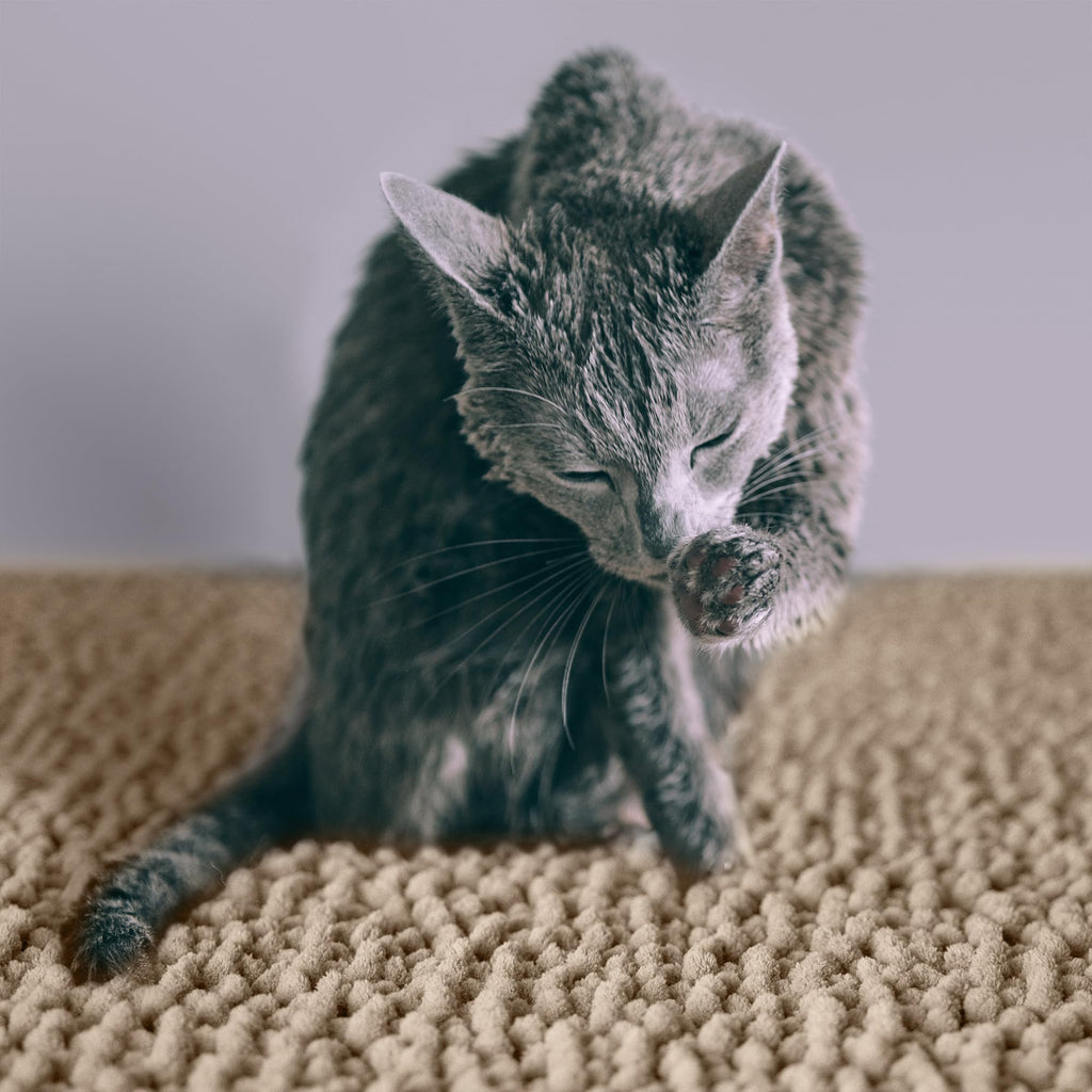 Super Absorbent Waterproof Non Slip Cat Litter Mat U1721