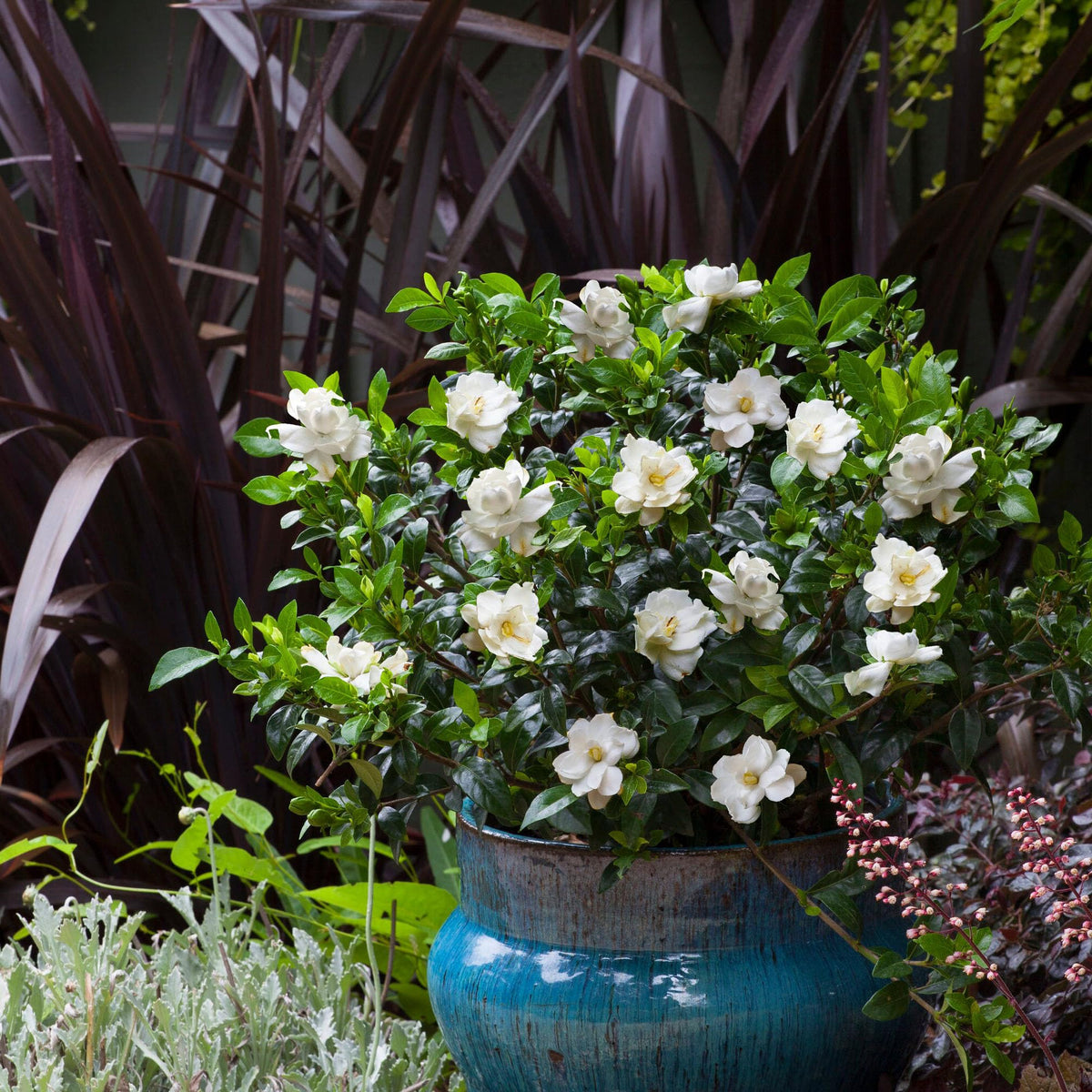 Frostproof Gardenia 2.5 Qt White Blooms T4893