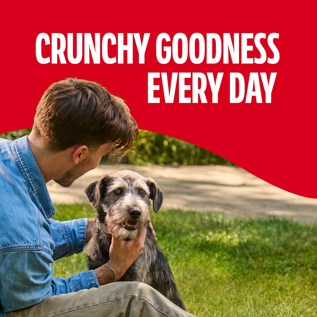 Medium Dog Biscuits 10 lb Box O2619