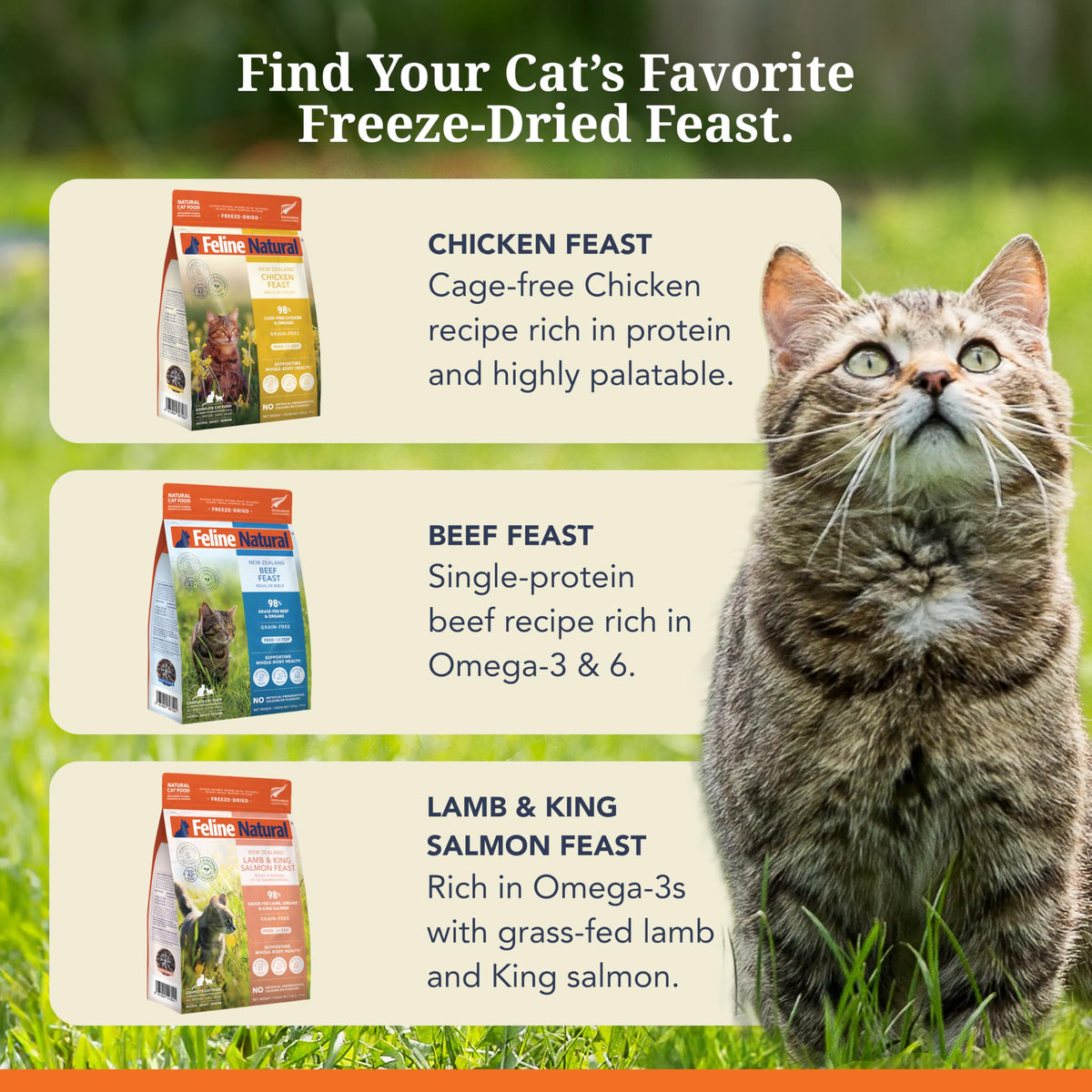 High Protein Freeze Dried Cat Food O455609
